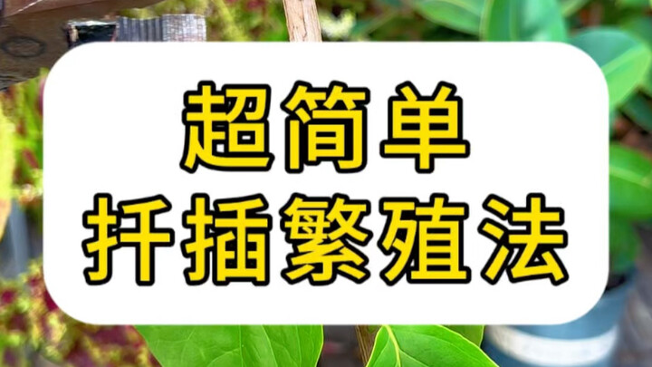 [Master Lin’s Flower‑Raising Tips] New episode is live—come check it out!