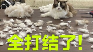 Today I'm grooming a Ragdoll who hasn't been brushed for several months...