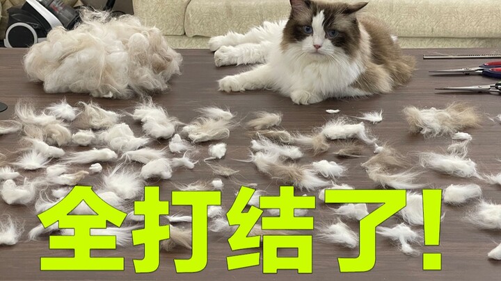 Hari ini merapikan Ragdoll yang sudah beberapa bulan tidak disisir...