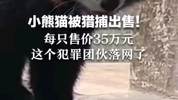 แก๊งอาชญากรรมลักลอบล่าแพนด้าแดงถูกจับกุม