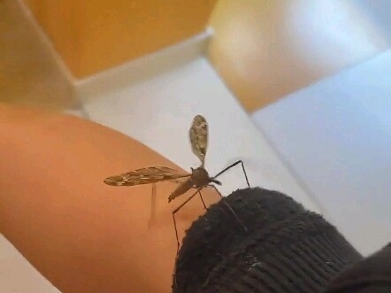 แชร์สาระน่ารู้: 5 สายพันธุ์ยุงที่แตกต่างกัน มาดูกันว่าคุณเคยโดนยุงตัวไหนกัดบ้าง?