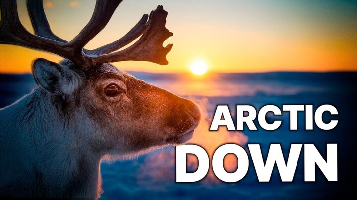 HORNED KINGDOM  Full Wildlife Documentary (1080P_HD)