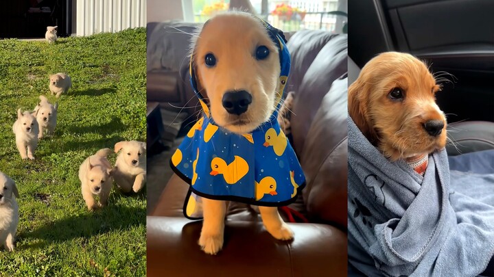 Dogs this age are just unfairly cute!