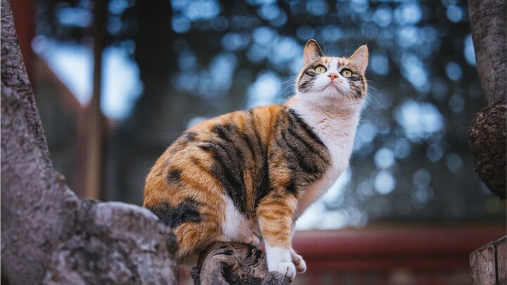 Ruyi, the beauty peak of the three colored cat in the Forbidden City.