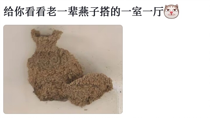 These days, so many swallows don’t even know how to build nests…