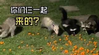 Touching animal videos!