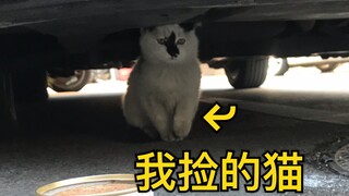 朋友让我教她捡猫，我的教学一定是有什么问题……