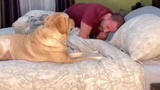 金毛：虽然主人脑子不太好，但我还是很爱他~