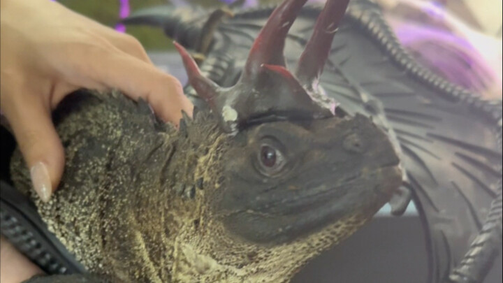 What will humans 1,000 years from now think when they see this fish tank?