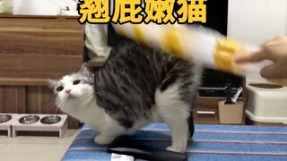 The cat raises its butt to its owner, but other cats will beat it up when they smell it.