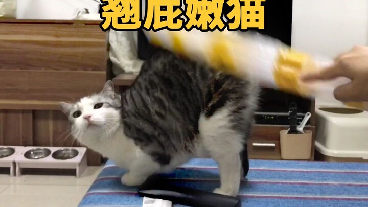 แมวจะยกก้นขึ้นหาเจ้าของ แต่แมวตัวอื่นจะตีมันเมื่อได้กลิ่น