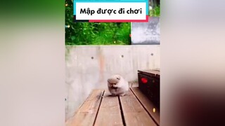 Mập đc đi chơi nè các cô các chú ơiphocsoc nguyenkienpom chó chó_cưng