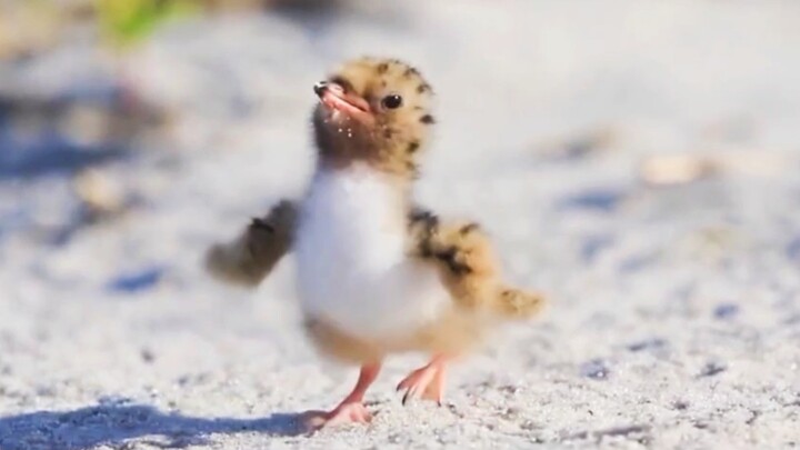 "How cute can a baby bird really be?"