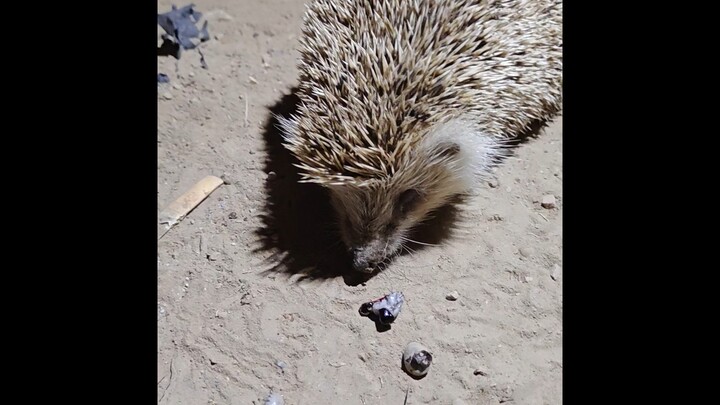 Rescuing a little hedgehog infested by ticks