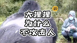 Gorillas are animals with a deep sense of pride; in their eyes, humans are mere specks.