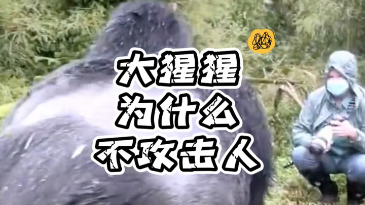 Gorillas are animals with a deep sense of pride; in their eyes, humans are mere specks.