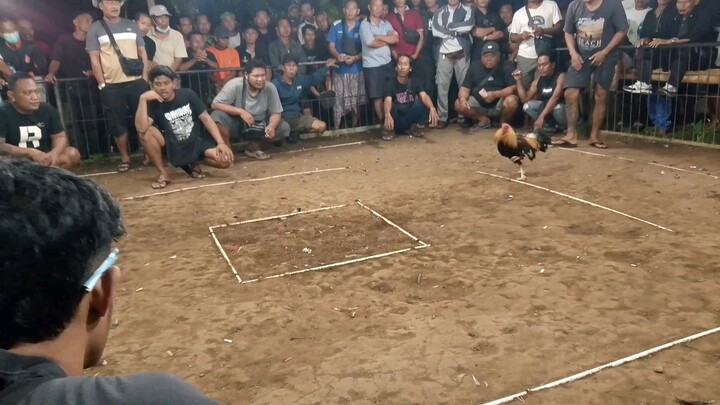 Hiburan gaes