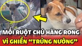 Bé cún trở thành MỐI RUỘT của chú bán hàng rong vì ghiền ăn TRỨNG NƯỚNG 😂 | Yêu Lu