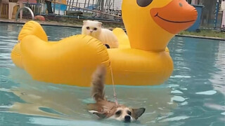 Dengan cara ini, efek penurunan berat badan saat anjing dan kucing berjalan bersama pasti lebih baik