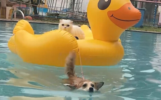 This way, cats and dogs traveling together will definitely have better weight-loss results!