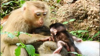 Awesome Beautiful Baby Monkey, Pigtail Monkey Rose Want To Groom Baby Danya