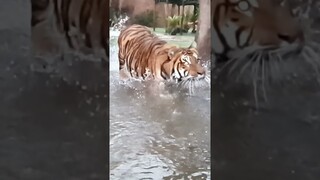 Tiger water pouncing !