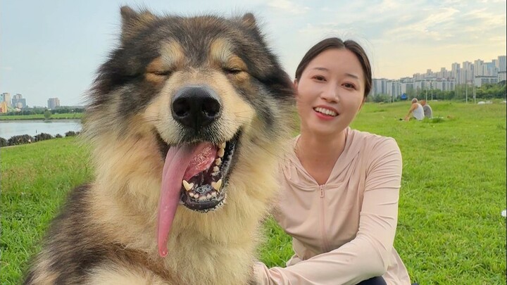 The dog I’m walking today looks like a wolf, but its heart is as gentle as a little lamb.