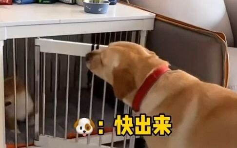 Anjing balas dendam, dari pagi sampai malam!