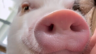 While she's asleep and can't resist, I'll play with her nose for a bit.