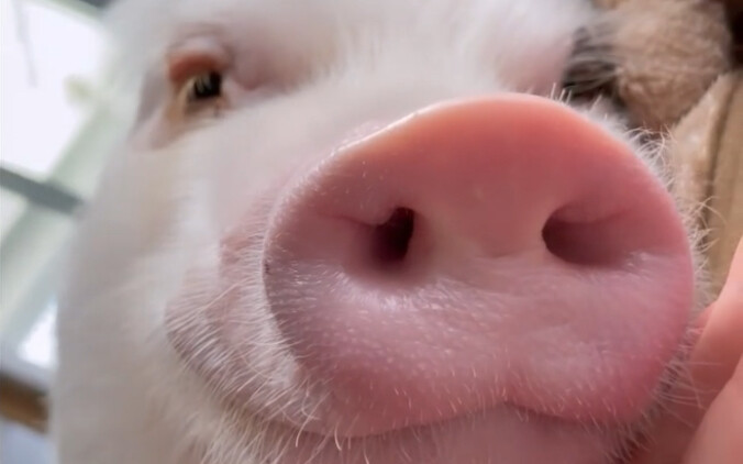 While she's asleep and can't resist, I'll play with her nose for a bit.