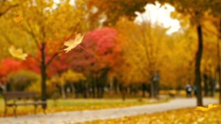 CẢNH ĐẸP MÙA THU Ở MỸ   CUỘC SỐNG Ở MỸ