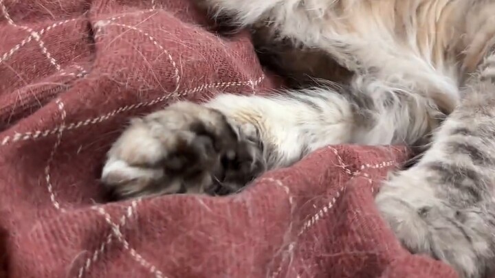 The cat's paws are pointing upwards and they are turned into dog paws...