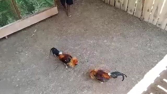 #manok