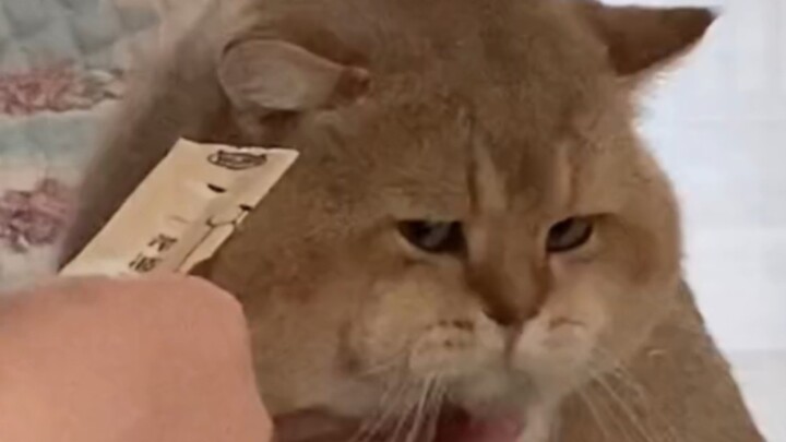 "Petting cats should always be done with a smile."