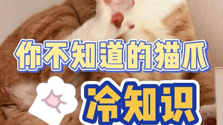 Fakta menarik tentang cakar kucing, pasti kamu belum tahu!