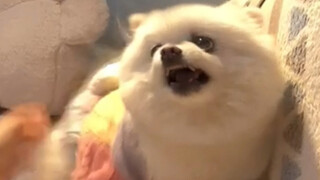 إذا كنت تحب الجرو، فعليك أن تحبه بكل ما فيه، ولا تقتصر حبك فقط على الجرو المطيع.