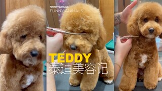 Si Teddy kecil, ayo kita lakukan perawatan kecantikan!