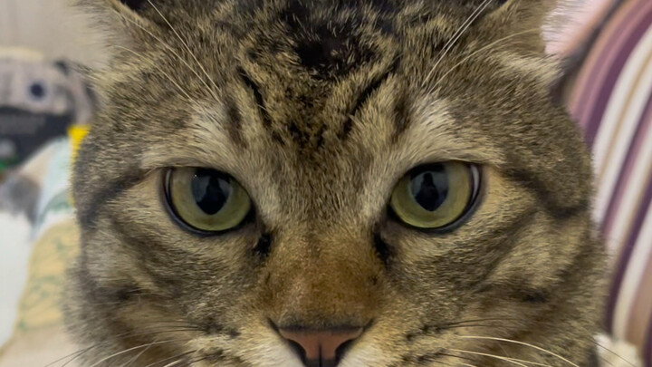 Ternyata hewan apa pun nggak suka kepala mereka dielus berlawanan arah bulu!