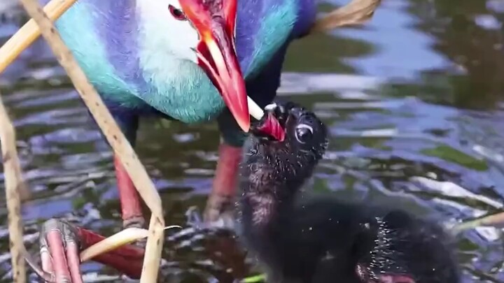 Gambar yang jernih dan elegan