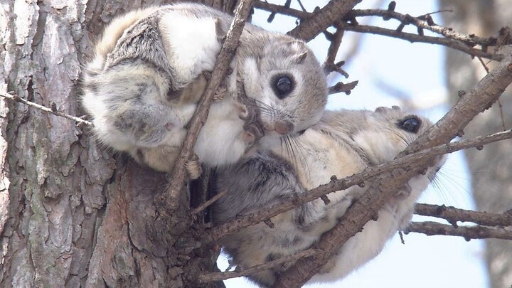 กระรอกบินญี่ปุ่นน่ารักสุดๆ