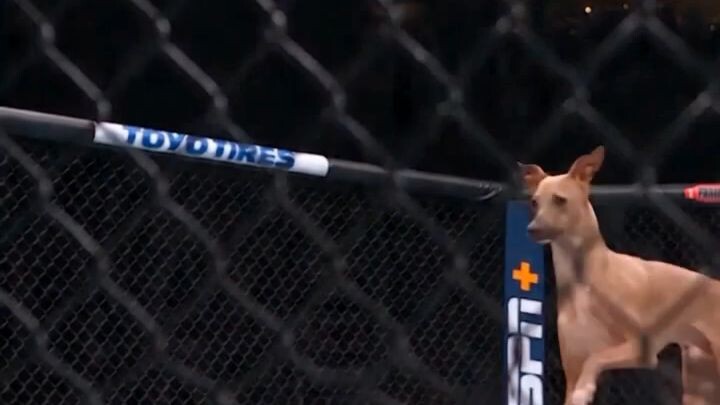 Dog Knockout in UFC Cage! 😱🥊