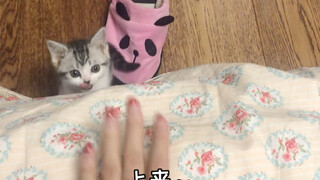 Some kittens grow up while meowing! Super cute alert!