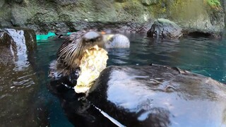Feeding oysters to sea otters