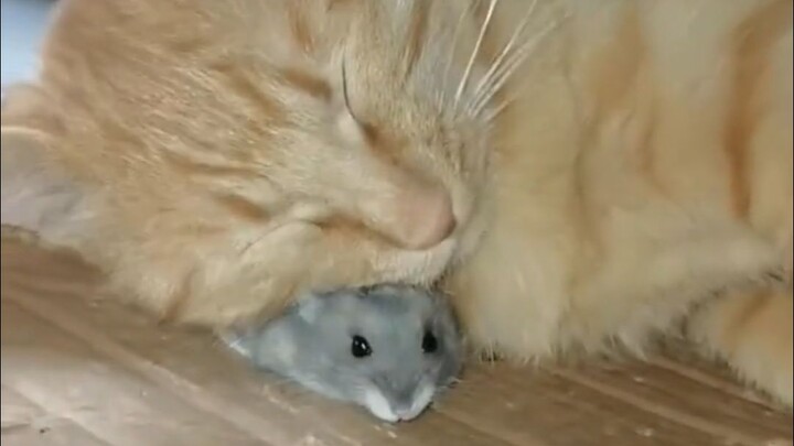 Kucing: Kasih tahu tikus rumah!