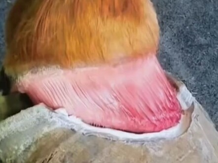 Will the horse be in a lot of pain?