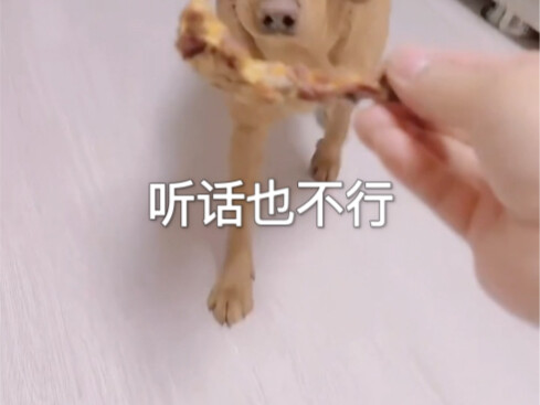 อู๋ปิ่งเชื่อฟังที่สุด