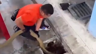 أفعى الملك العملاقة هذه، بالنظر إلى حجمها، ظننتها أفعى بورمية، حتى رأيتها تمد عنقها وهي تحدق في الإن