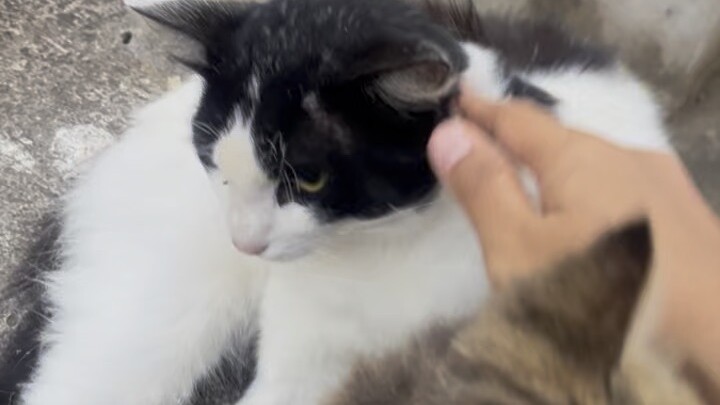 Kucing lucu