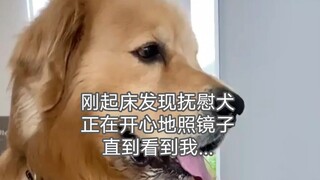 Chó an ủi: Tôi phải đứng dậy và phục vụ bạn