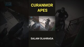 CURANMOR APES #shorts
